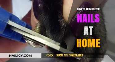 Trimming Kitten Nails: A Step-by-Step Guide for Beginners