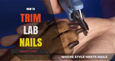 Trimming Your Lab's Nails: A Step-by-Step Guide