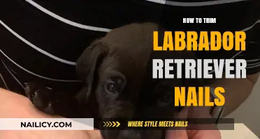 Trimming Your Lab's Nails: A Step-by-Step Guide
