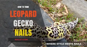 Trimming Your Leopard Gecko's Nails: A Step-by-Step Guide