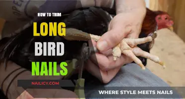 Trimming Your Bird's Nails: A Step-by-Step Guide