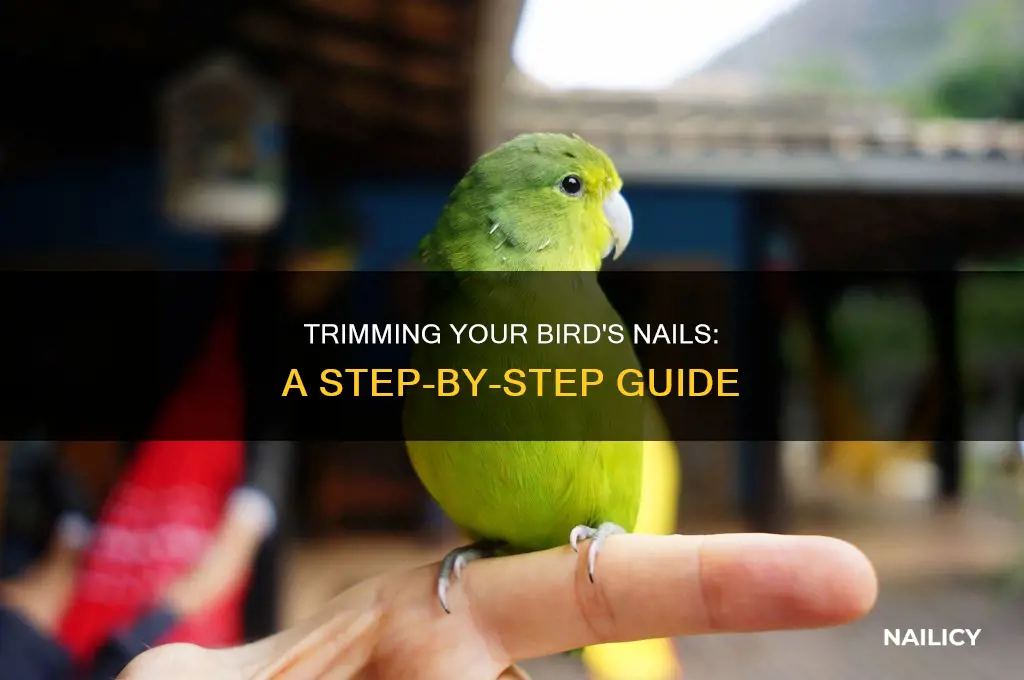 how to trim long bird nails