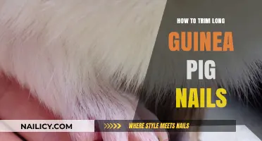 Trimming Guinea Pig Nails: A Step-by-Step Guide