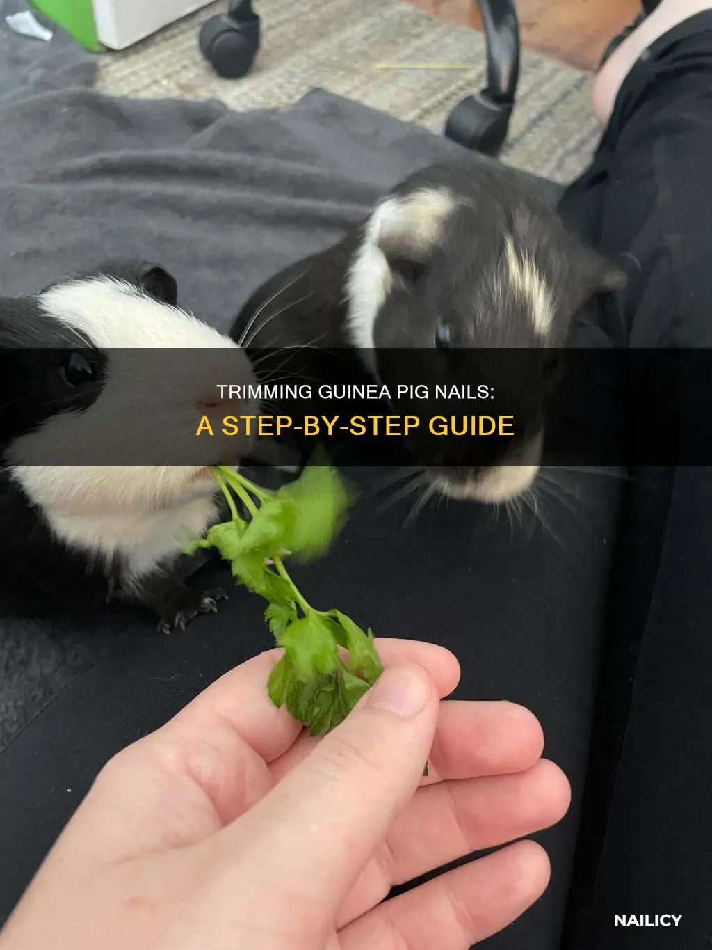 how to trim long guinea pig nails