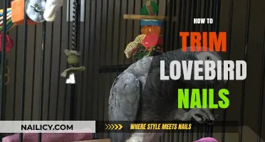 Trimming Your Lovebird's Nails: A Step-by-Step Guide