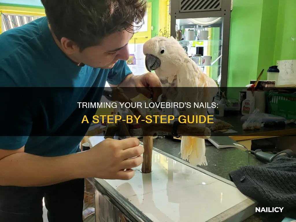 Photo inspiration: Visual Reference: Trimming Your Lovebird S Nails A Step By Step Guide