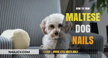 Trimming Maltese Dog Nails: A Step-by-Step Guide