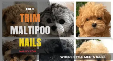Trimming Your Maltipoo's Nails: A Step-by-Step Guide