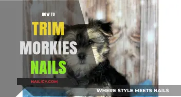 Trimming Your Morkie's Nails: A Step-by-Step Guide
