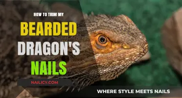 Trimming Your Bearded Dragon's Nails: A Step-by-Step Guide