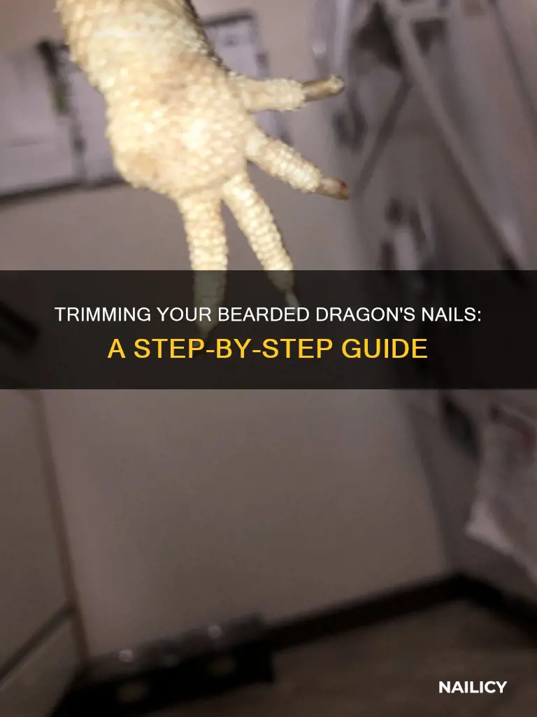 how to trim my beardies nails
