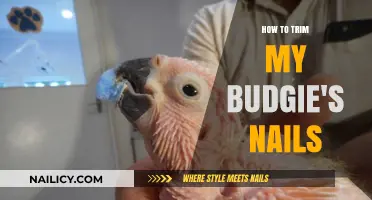 Trimming Your Budgie's Nails: A Step-by-Step Guide