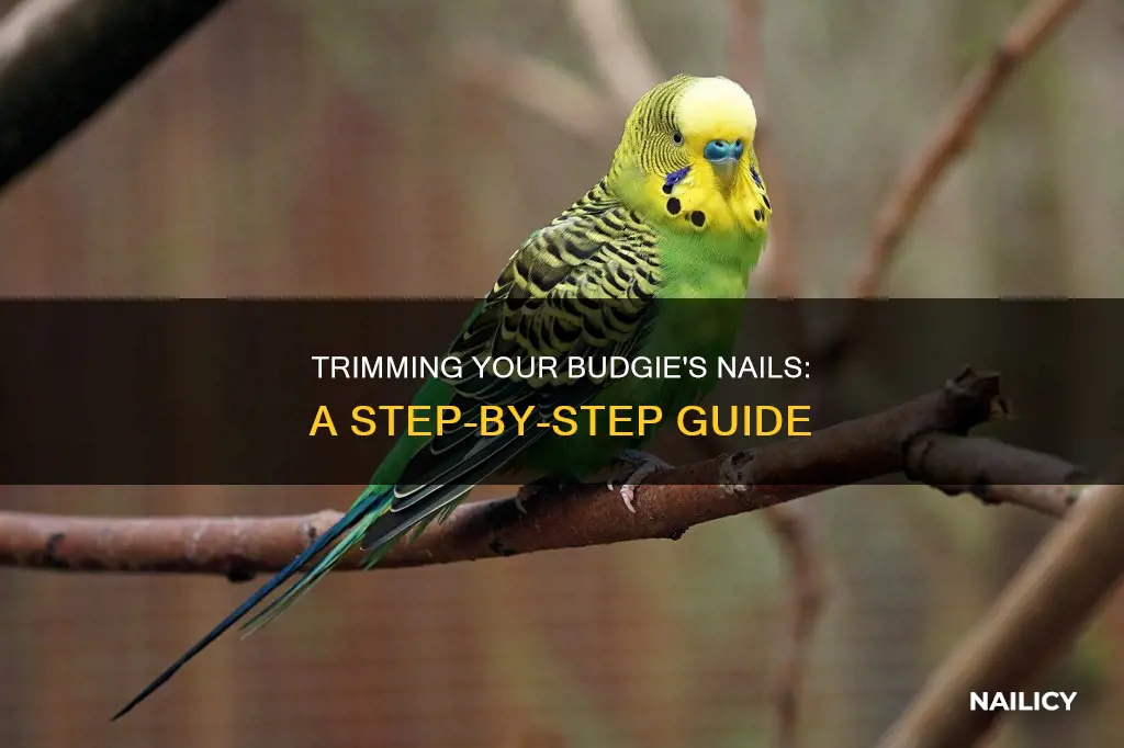 how to trim my budgie