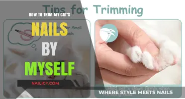Trimming Your Cat's Nails: A Step-by-Step Guide