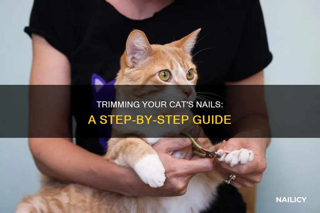 how to trim my cat