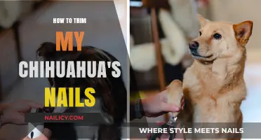 Trimming Your Chihuahua's Nails: A Step-by-Step Guide