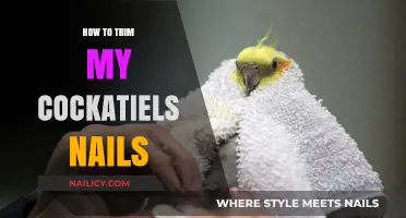Trimming Cockatiel Nails: A Step-by-Step Guide