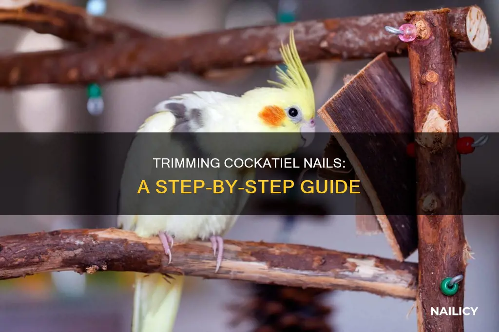 how to trim my cockatiels nails