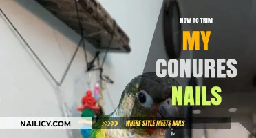 Trimming Your Conure's Nails: A Step-by-Step Guide