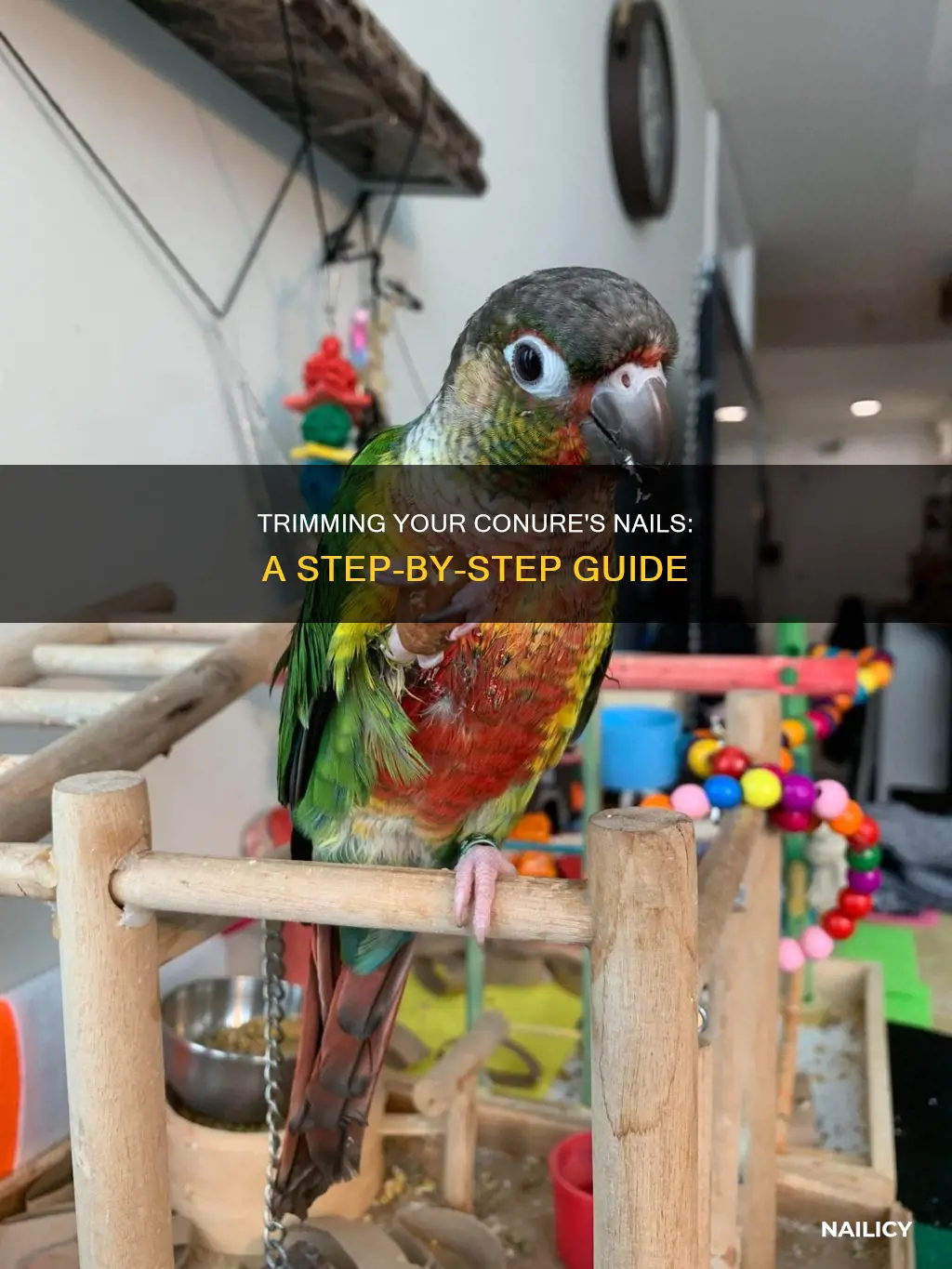 how to trim my conures nails