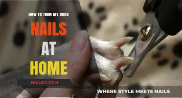 Trimming Dog Nails: A Step-by-Step Guide for At-Home Grooming