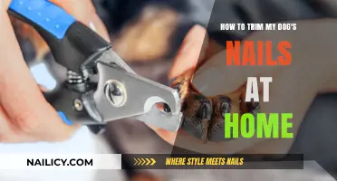 Trimming Your Dog's Nails: A Step-by-Step Guide for Beginners