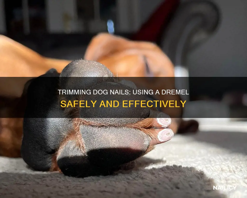 how to trim my dog