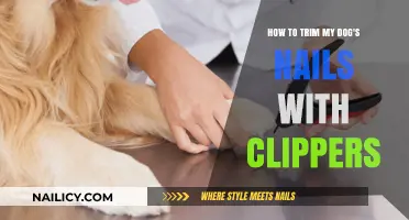 Trimming Your Dog's Nails: A Clipper Guide