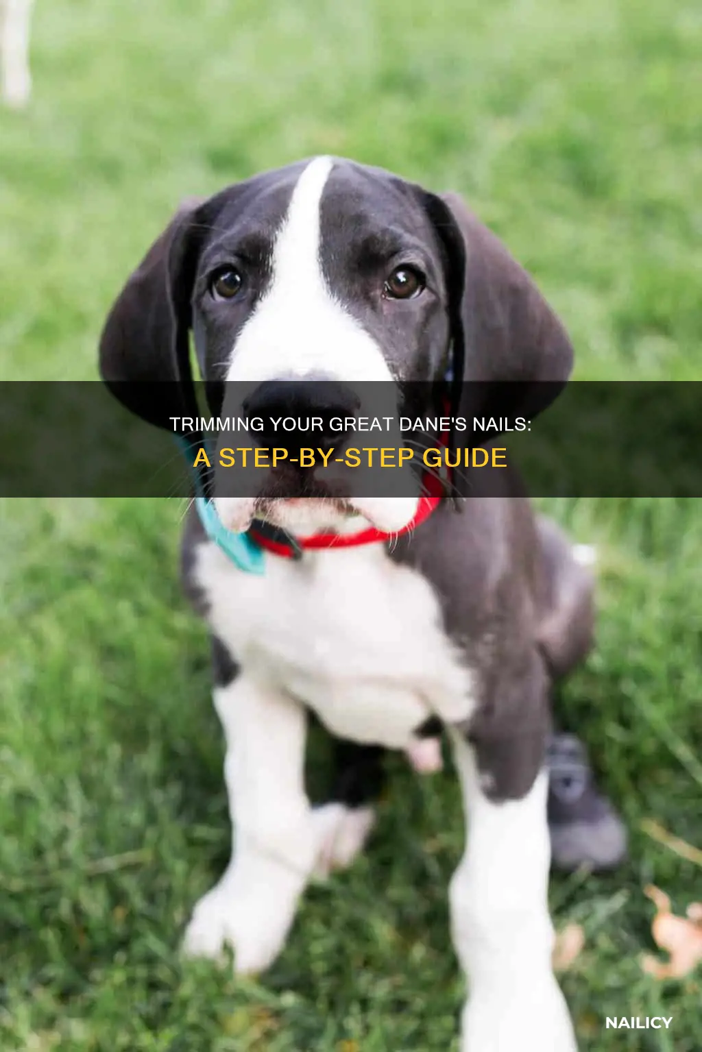 how to trim my great dane