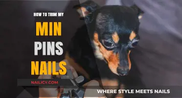 Trimming Your Min Pin's Nails: A Step-by-Step Guide