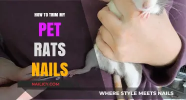 Trimming Your Pet Rat's Nails: A Step-by-Step Guide