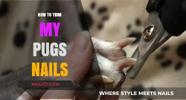 Trimming Your Pug's Nails: A Step-by-Step Guide