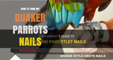 Trimming Your Quaker Parrot's Nails: A Step-by-Step Guide