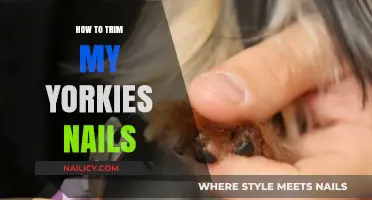 Trimming Your Yorkie's Nails: A Step-by-Step Guide