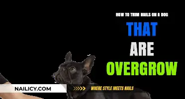 Trimming Overgrown Dog Nails: A Step-by-Step Guide