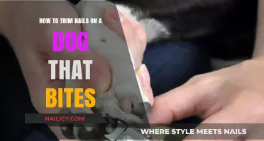 Trimming Nails Safely: Tips for Dogs That Bite