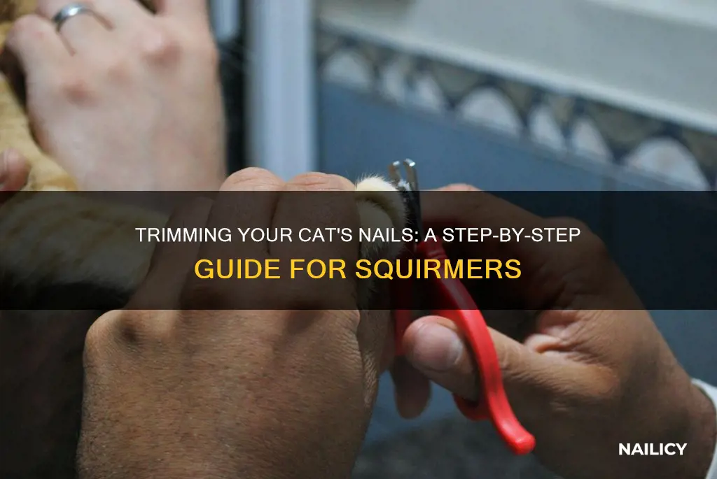 how to trim nails on a squirming cat