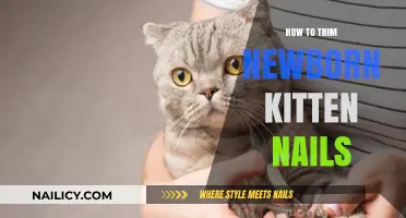Trimming Newborn Kitten Nails: A Step-by-Step Guide for Owners