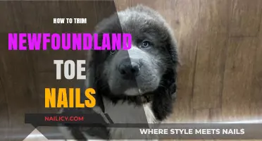 Trimming Your Newfoundland's Nails: A Step-by-Step Guide