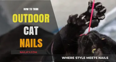 Trimming Your Outdoor Cat's Nails: A Step-by-Step Guide