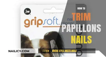 Trimming Your Papillon's Nails: A Step-by-Step Guide