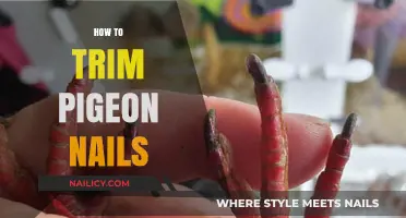 Trimming Pigeon Nails: A Step-by-Step Guide for Beginners