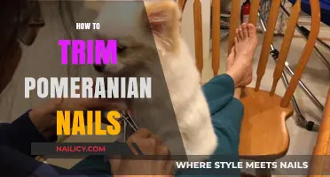 Trimming Nails for Pomeranians: A Step-by-Step Guide