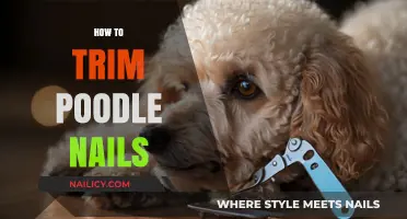 Trimming Your Poodle's Nails: A Step-by-Step Guide