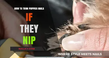 Trimming Puppies' Nails: Strategies to Avoid Nipping
