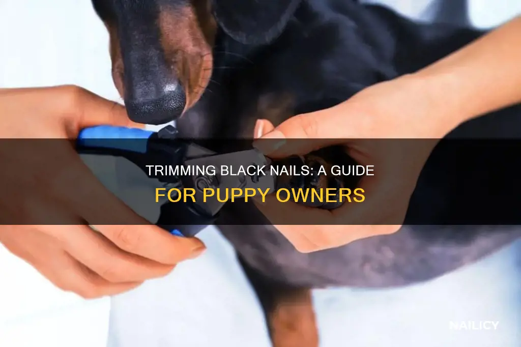 Stunning Nail Trimming Tools For Black Puppies image
