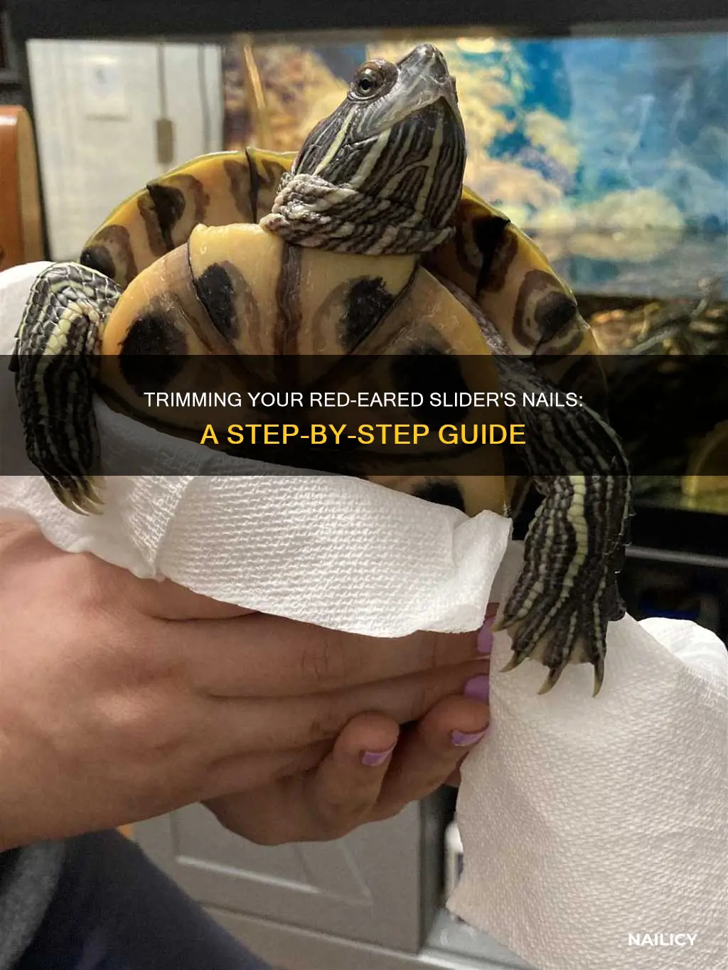 how to trim red eared slider nails