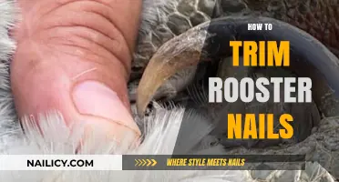 Trimming Rooster Nails: A Step-by-Step Guide