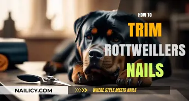 Trimming Your Rottweiler's Nails: A Step-by-Step Guide