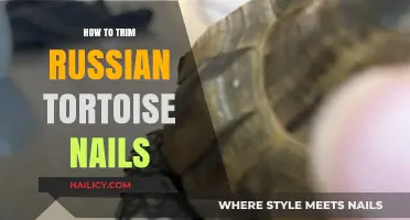 Trimming Nails: A Russian Tortoise Care Guide